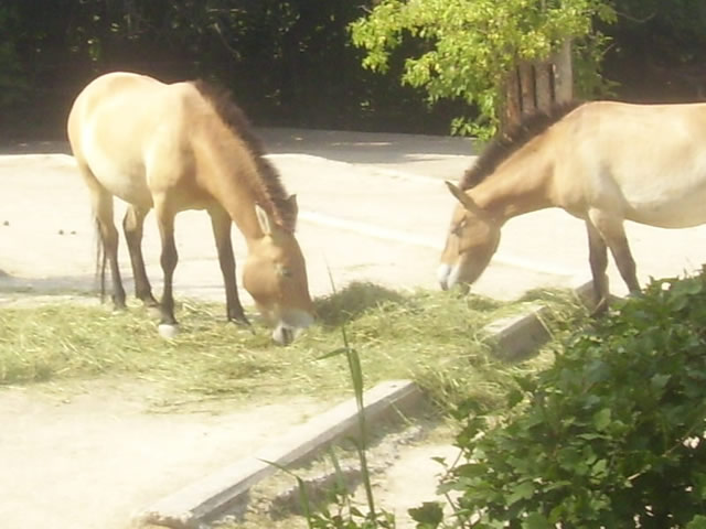 przewalski's horses